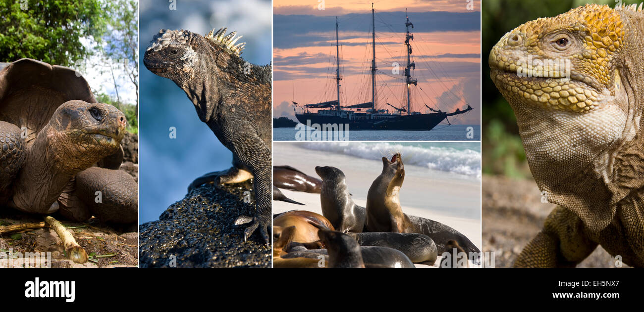 Tierwelt der Galapagos-Inseln Stockfoto