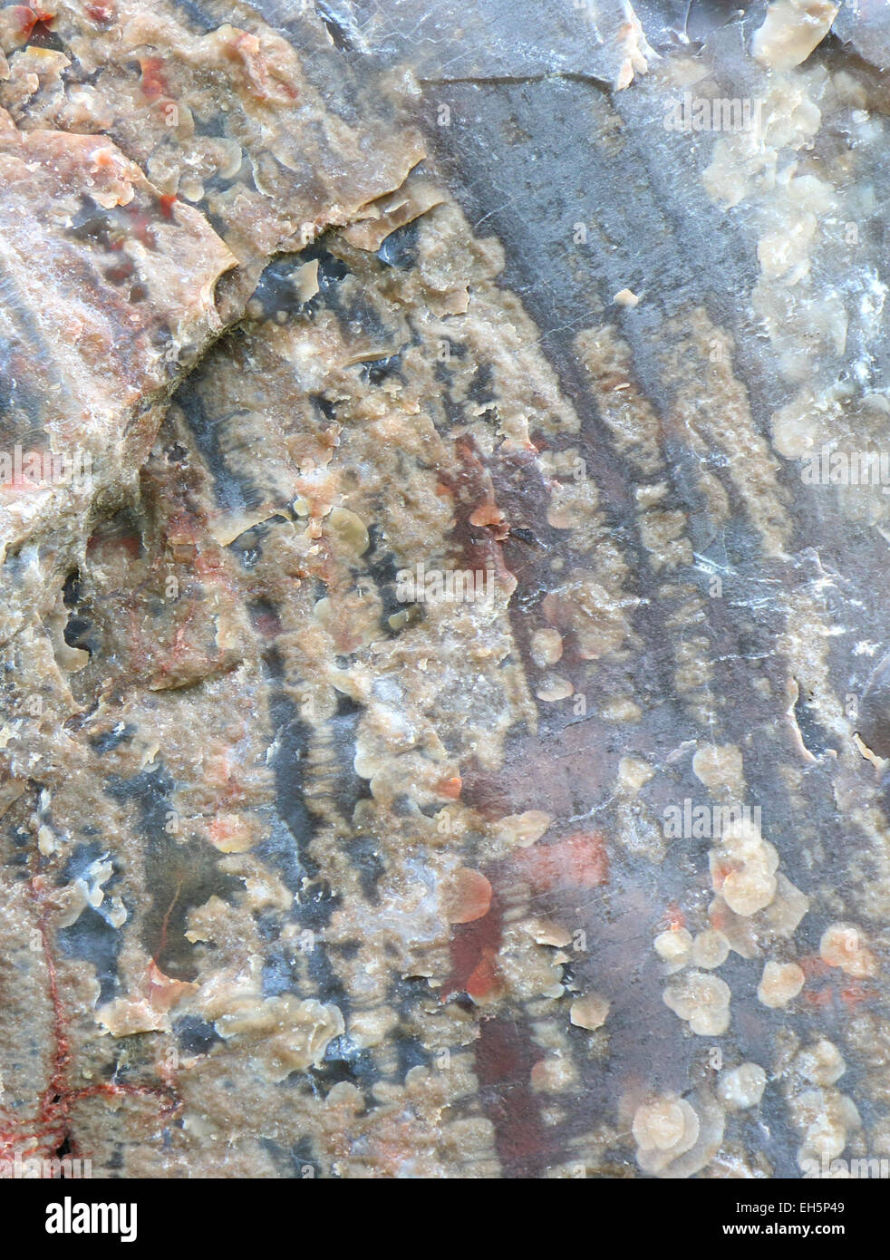 Versteinertes Holz Fossil auf Grabstein mit lebenden Baum im Hintergrund auf cemetery Stockfoto