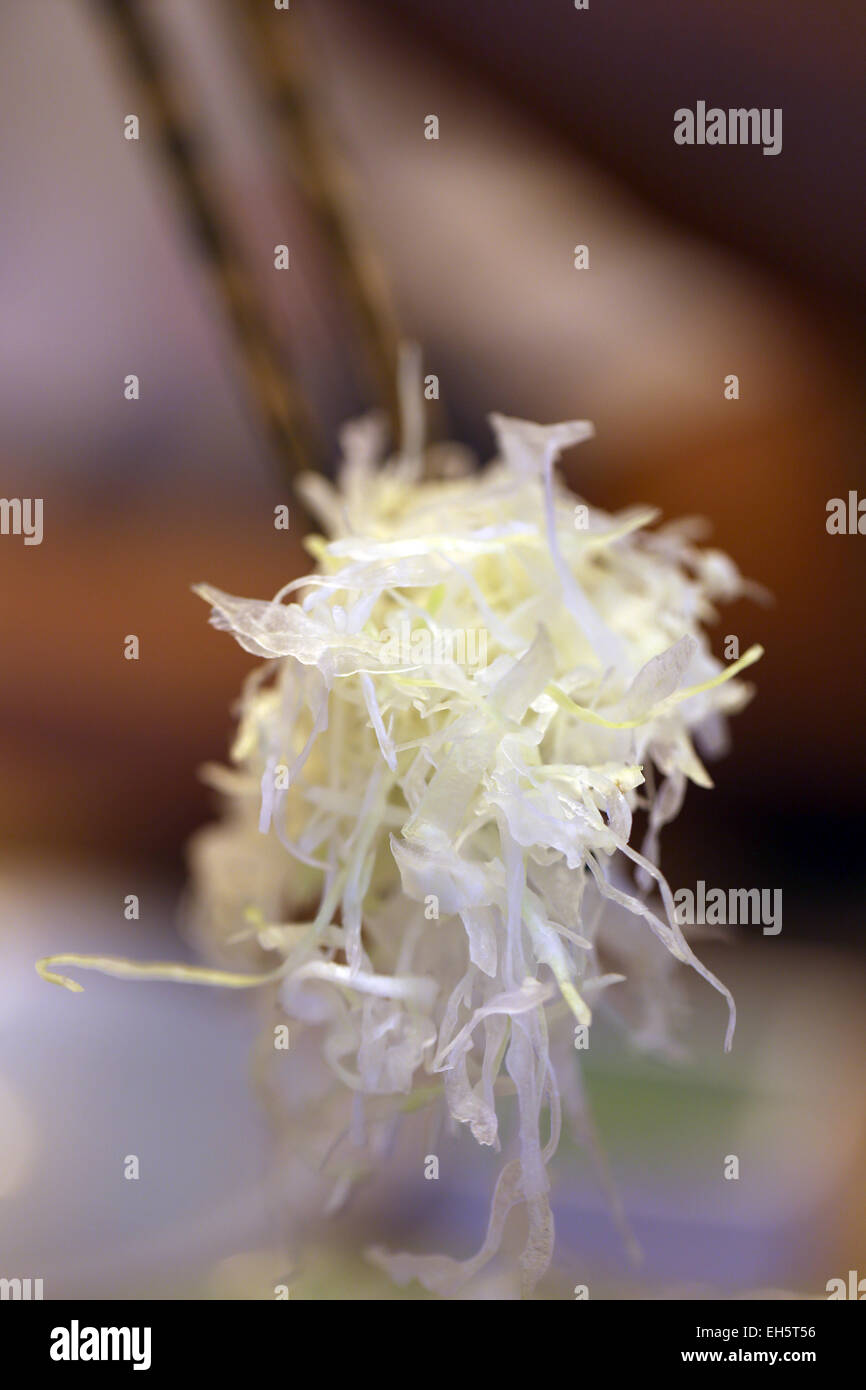 In Scheiben geschnittenen Kohl Zutat im Restaurant. Stockfoto