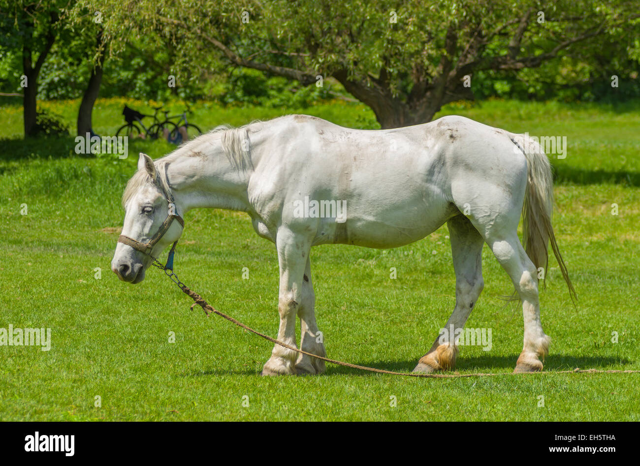 Alten weißen Pferd auf der Weide ein Frühling Stockfoto