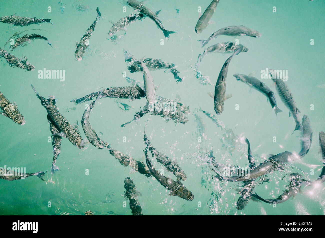 Gemeinsamen Grey Mullet oder Flathead Meeräsche, Mugil Ceph auf der Insel Mallorca, Spanien Stockfoto