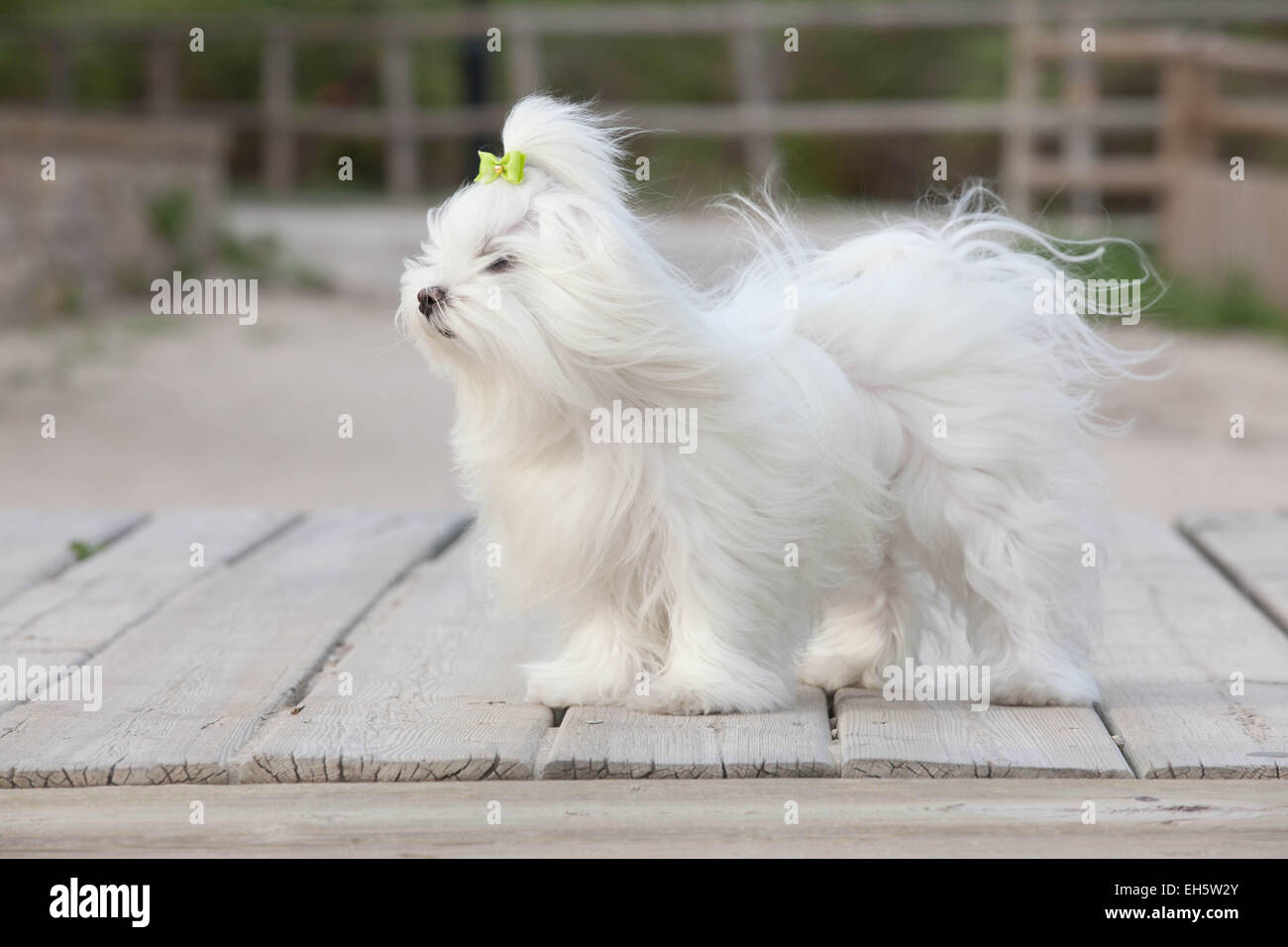 Malteser Hund, Hunde oder Haustiere. Stockfoto