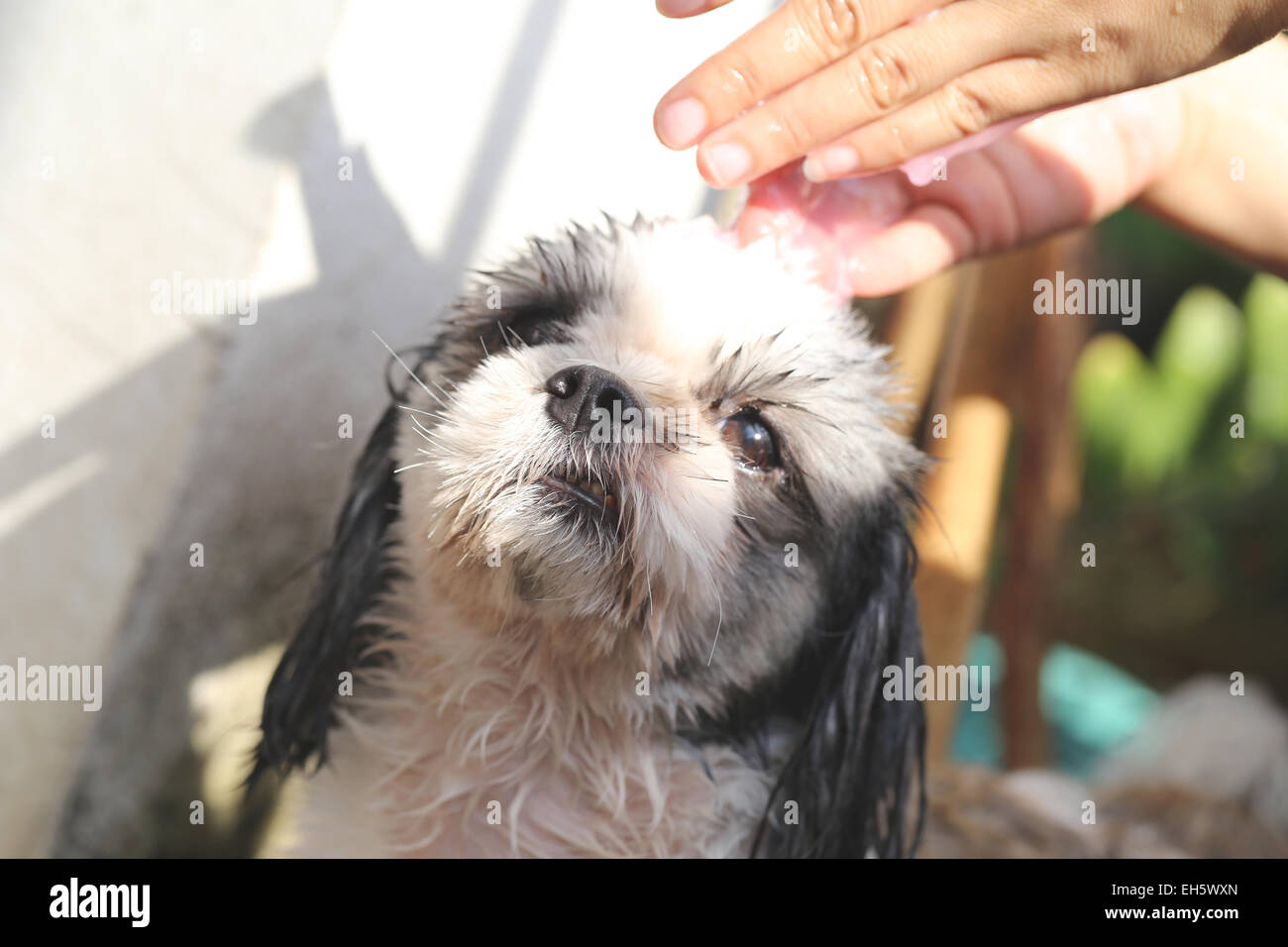 Hände, dass Reinigung Shih Tzu Hund für eine gute Gesundheit. Stockfoto