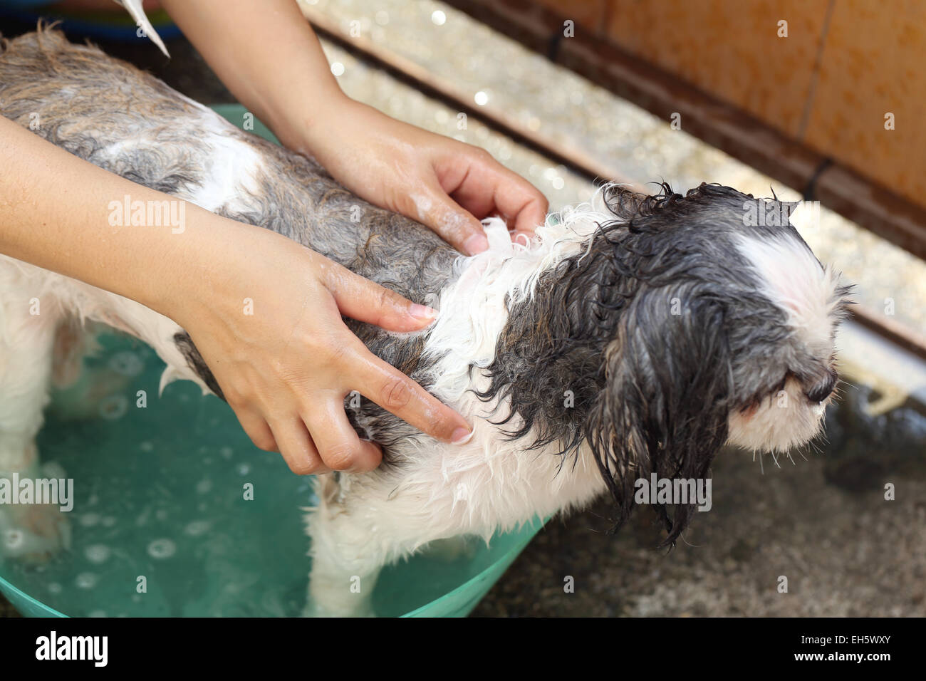 Hände, dass Reinigung Shih Tzu Hund für eine gute Gesundheit. Stockfoto
