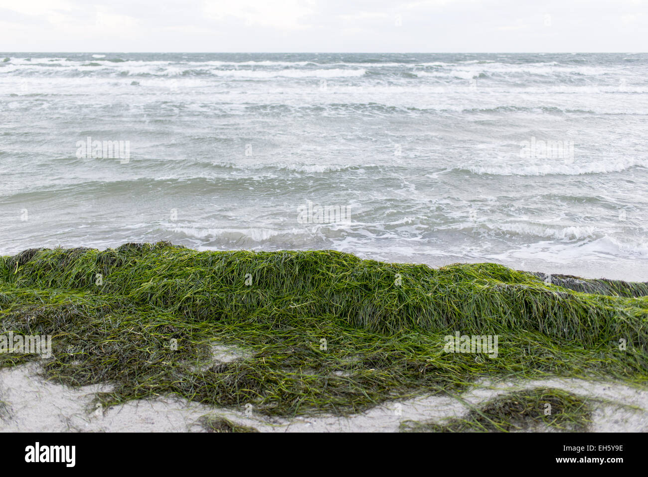 Ostsee im Winter mit viel Seegras am Strand Stockfoto