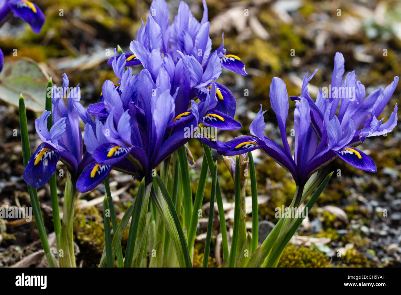 Nahaufnahme der Blumen im Winter blühenden Zwerg Iris Reticulata 'Harmony' Stockfoto