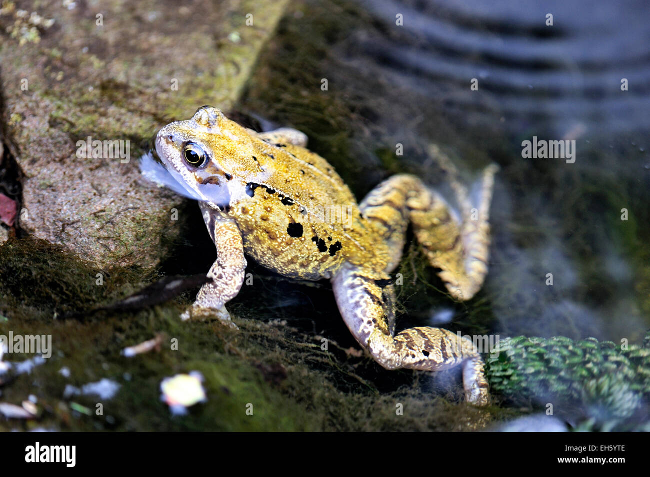 Grasfrosch gartenteich Fotos und Bildmaterial in hoher Auflösung Alamy