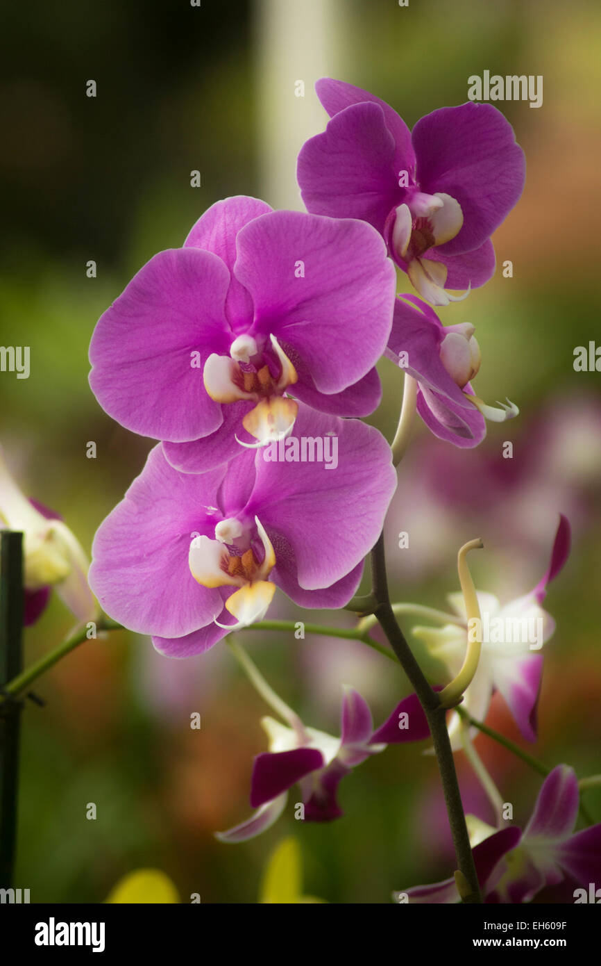Lila Orchidee blüht im Mapro Garden in Indien. Stockfoto
