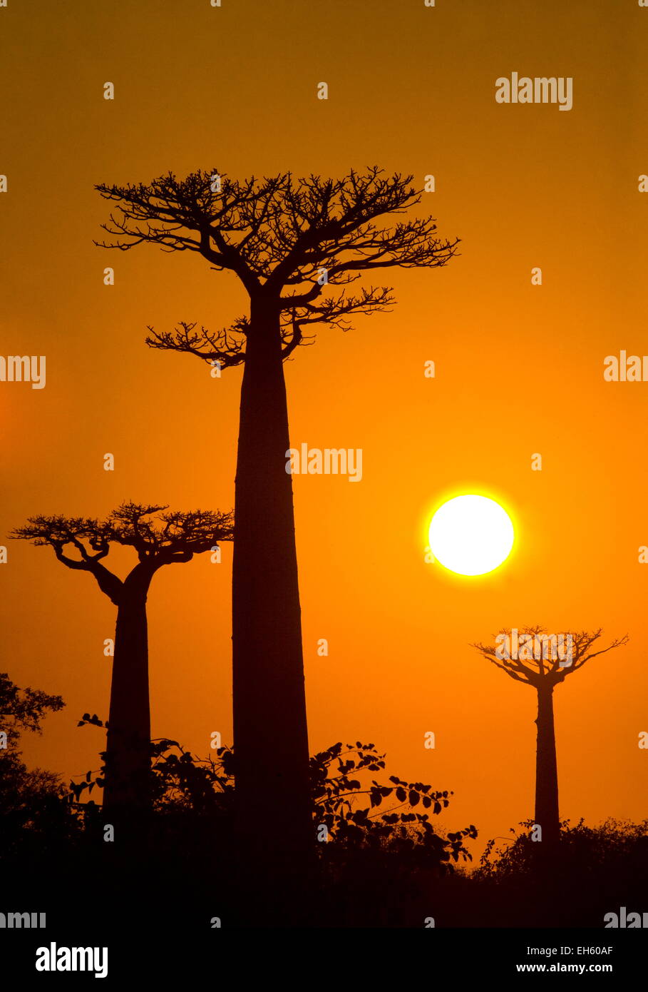 Avenue der Baobabs bei Sonnenuntergang. Allgemeine Ansicht. Madagaskar. Stockfoto