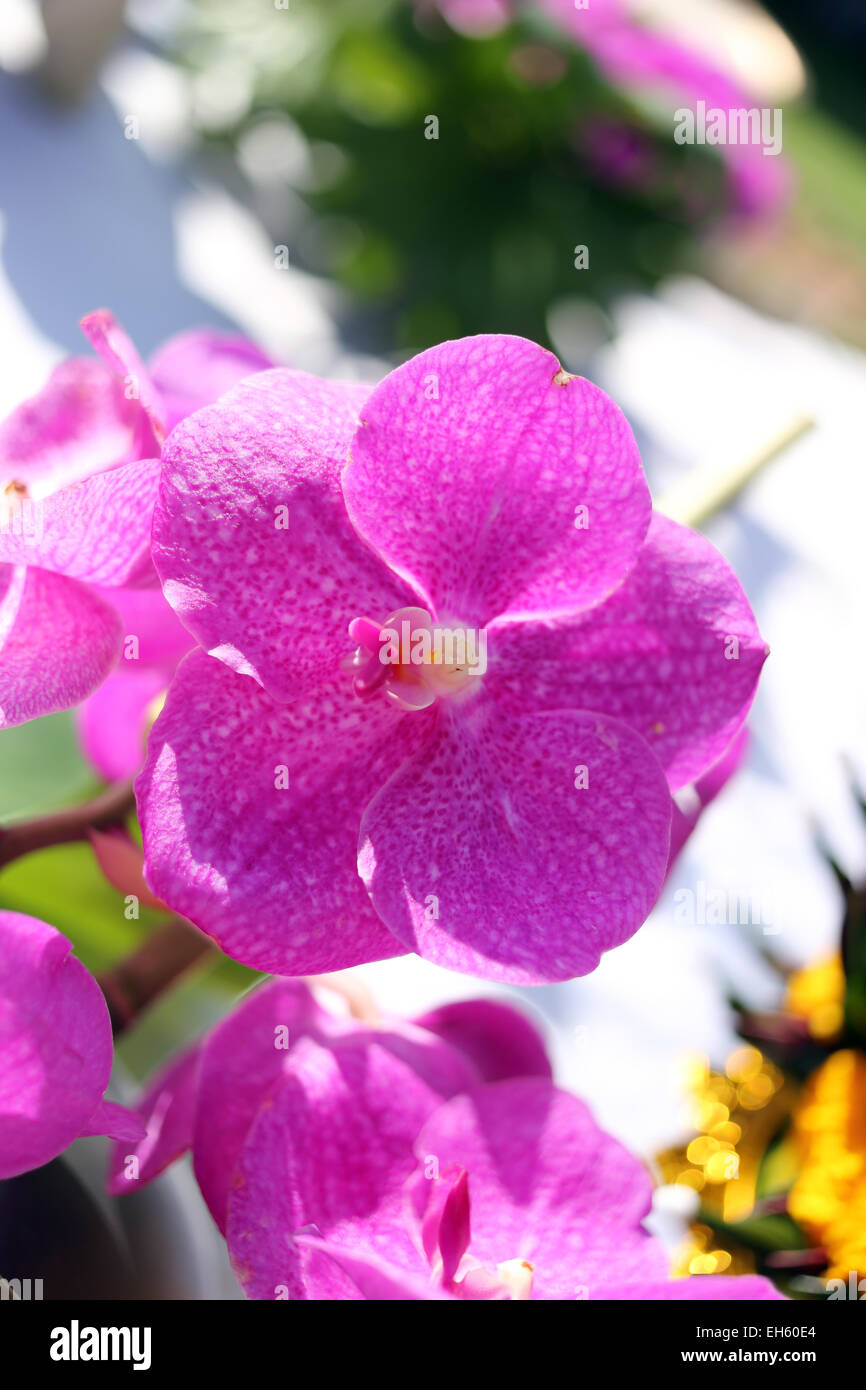 Rosa Orchidee blüht in den Hinterhof. Stockfoto