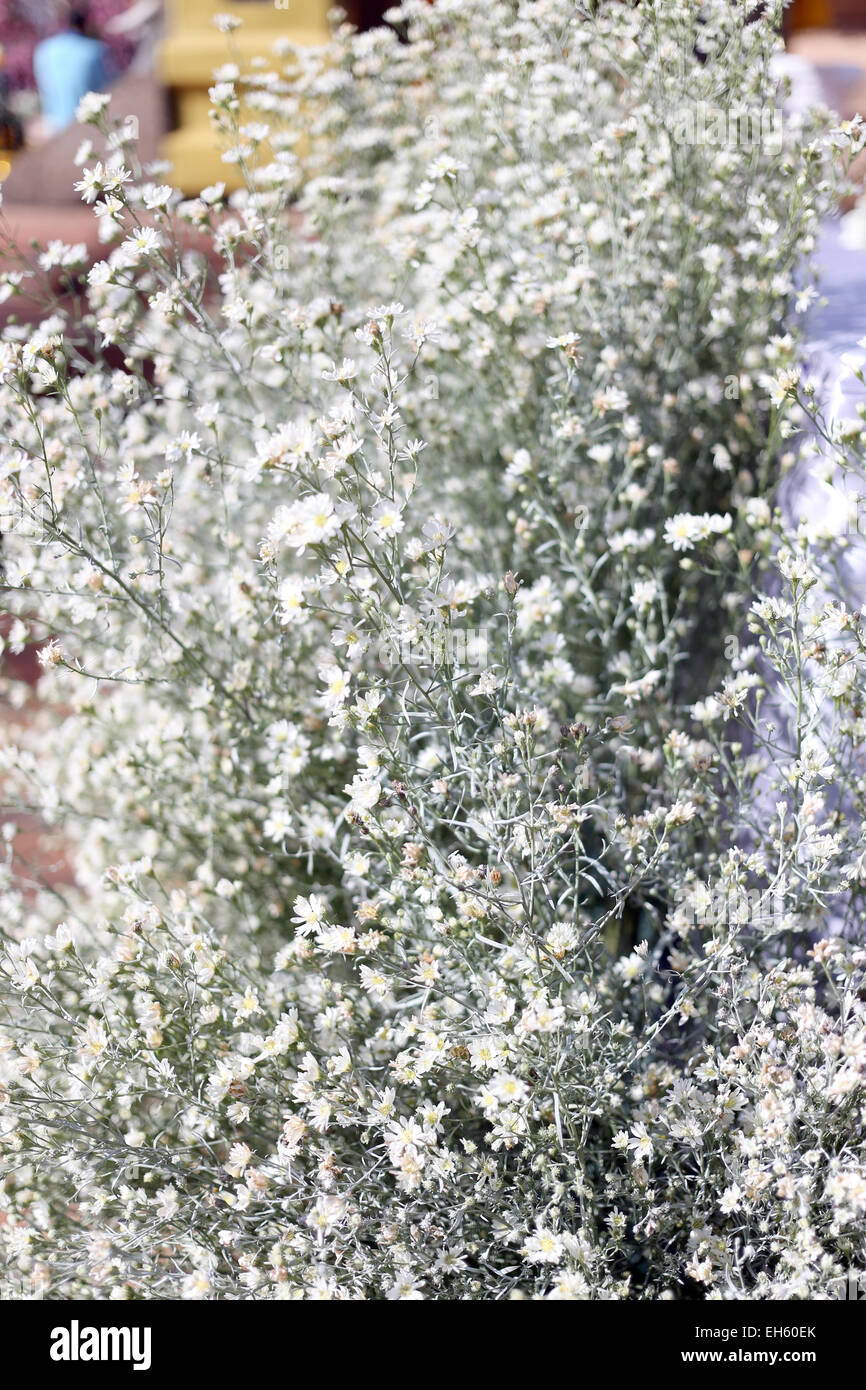 Weiße Blumen in einem Garten für den Hintergrund. Stockfoto