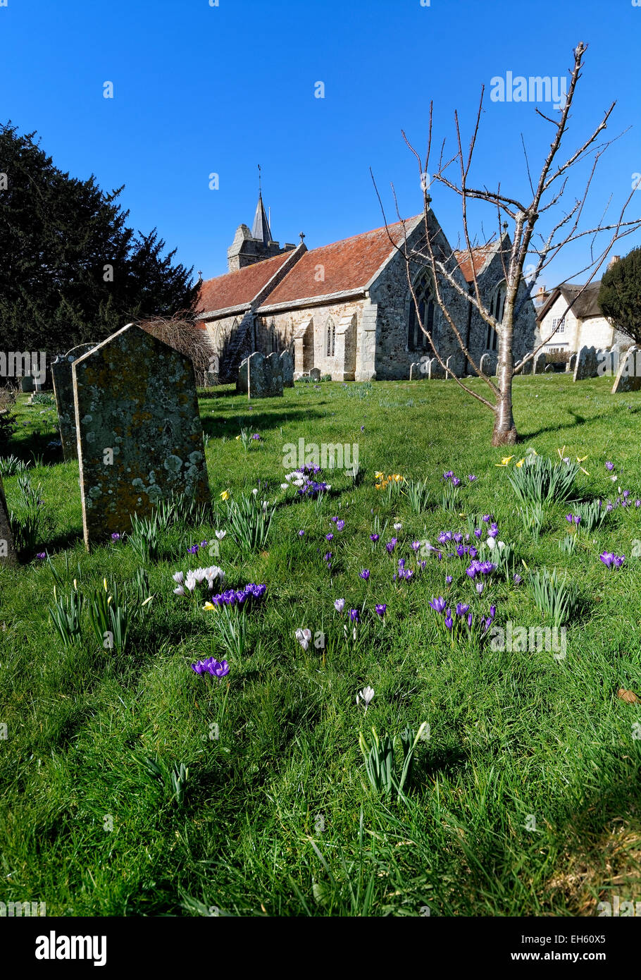 Frühlingsblumen füllen auf den Kirchhof von St. Marien Kirche, Brighstone, eine mittelalterliche zwölften Jahrhundert Pfarrkirche. Stockfoto