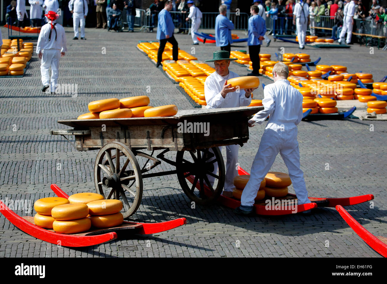 Männer laden Käse Umläufe auf Karren, Käsemarkt in Alkmaar, Niederlande Stockfoto