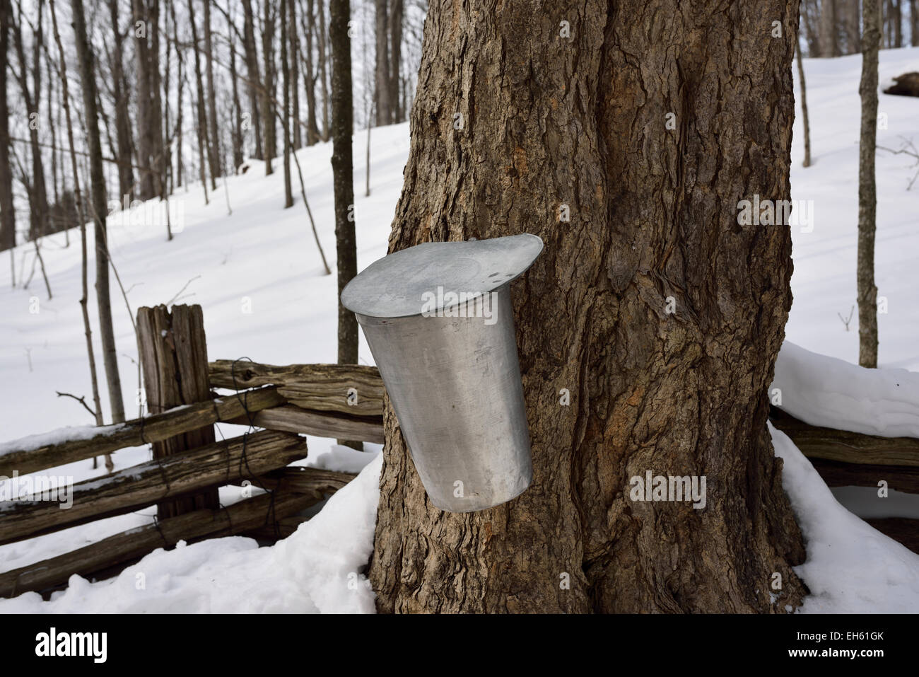 Eimer auf alten Zucker-Ahorn-Baum im Schnee bedeckt Ontario Wald um Sap Sirup im März sammeln Kanada Stockfoto