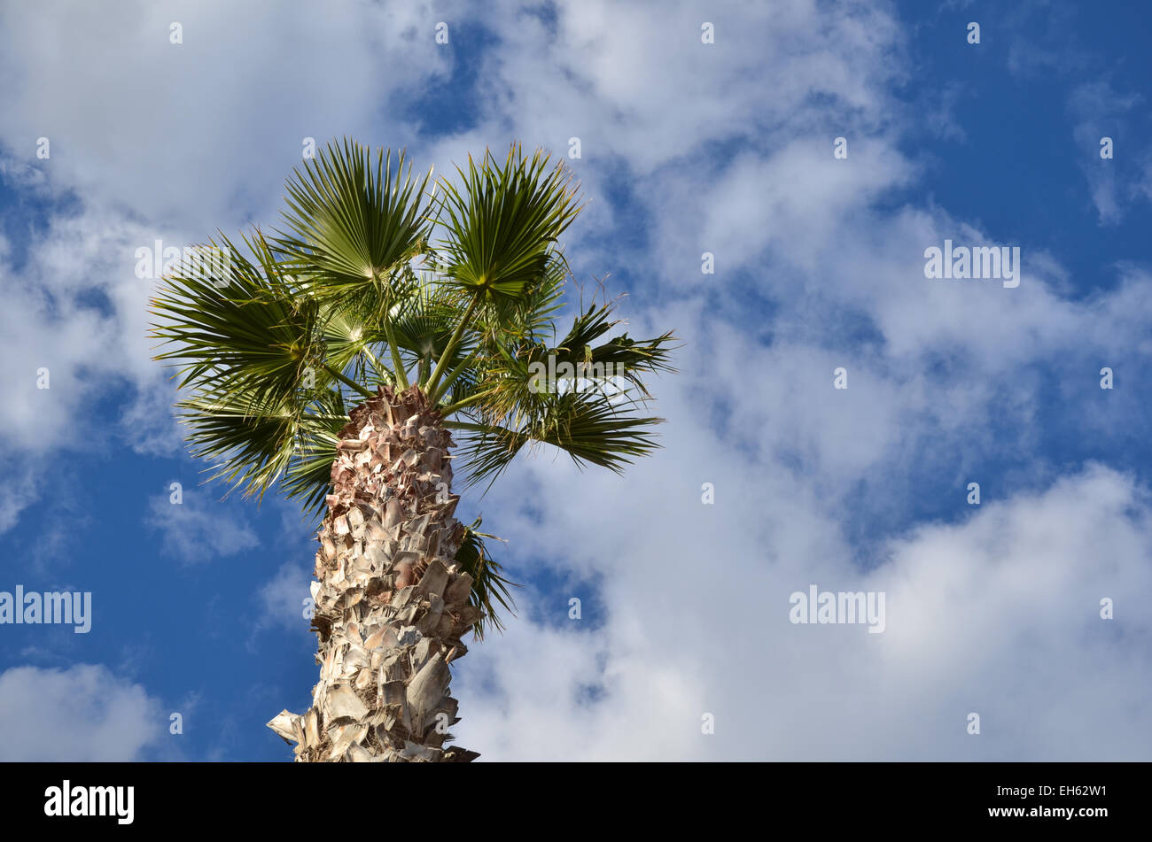 Palme von unten am blauen Himmel und weiße Wolken Stockfoto