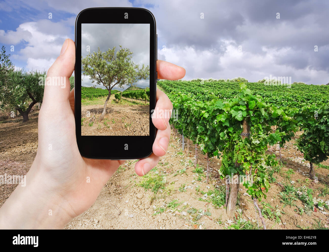 Reisen Sie Konzept - Touristen nehmen Foto Garten mit Olivenbäumen und Weinbergen auf sanften Abhang Ätna Region Sizilien auf mobile Gadget, Ital Stockfoto