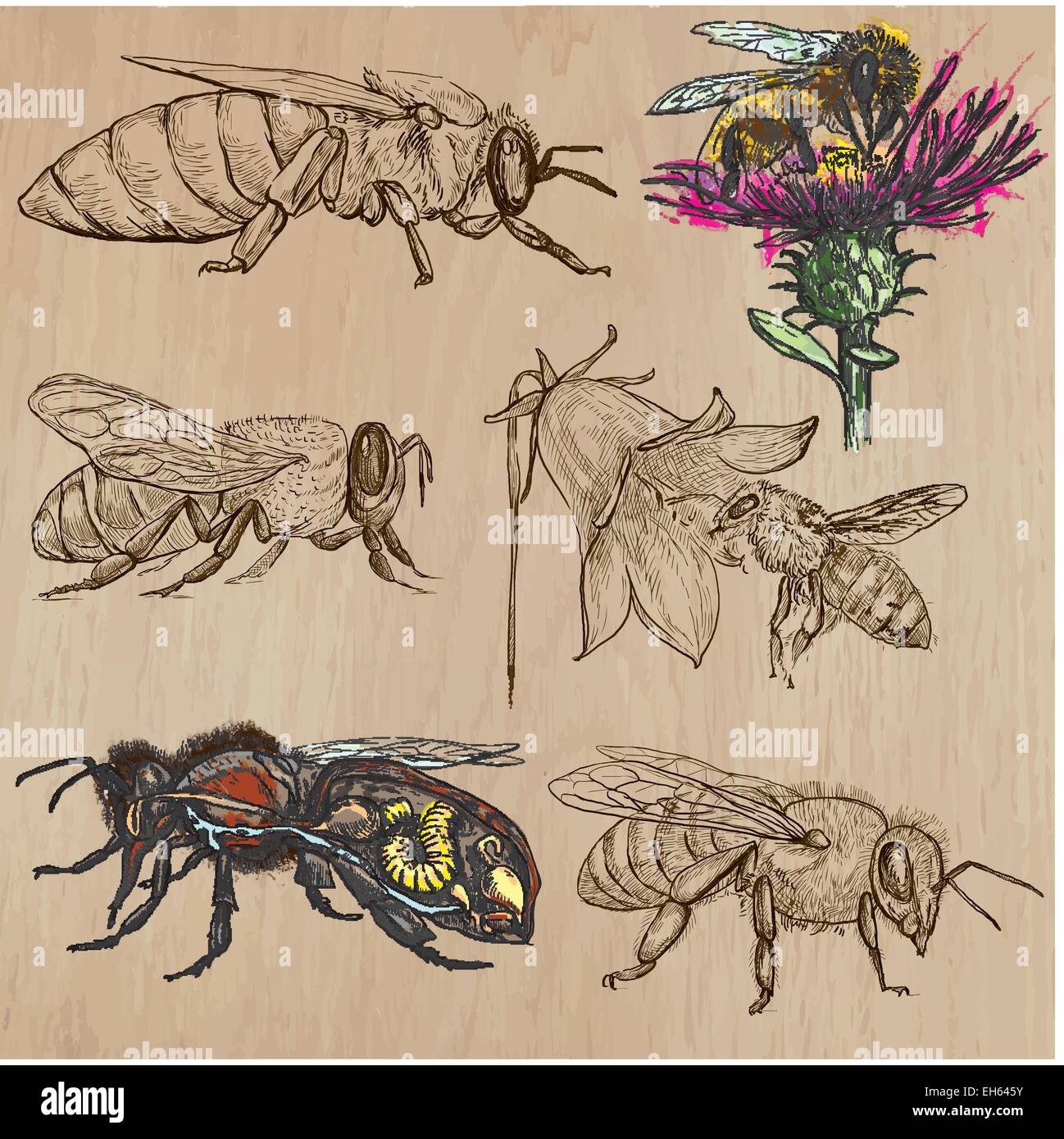 Bienen, Imkerei und Honig. Auflistung einer Hand gezeichnet Vektor-Illustrationen (Paket Nr. 2). Jede Zeichnung besteht aus drei oder fou Stock Vektor