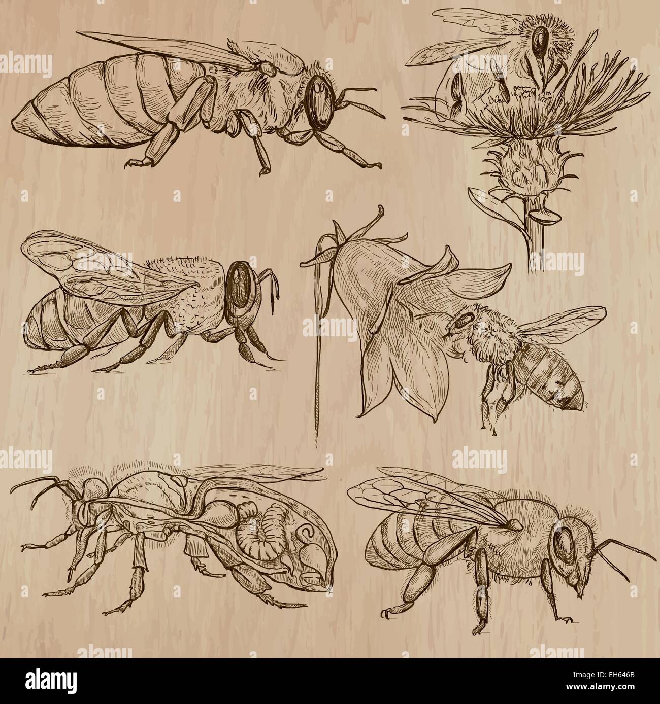 Bienen, Imkerei und Honig. Auflistung einer Hand gezeichnet Vektor-Illustrationen (Paket Nr. 3). Jede Zeichnung besteht aus drei oder fou Stock Vektor