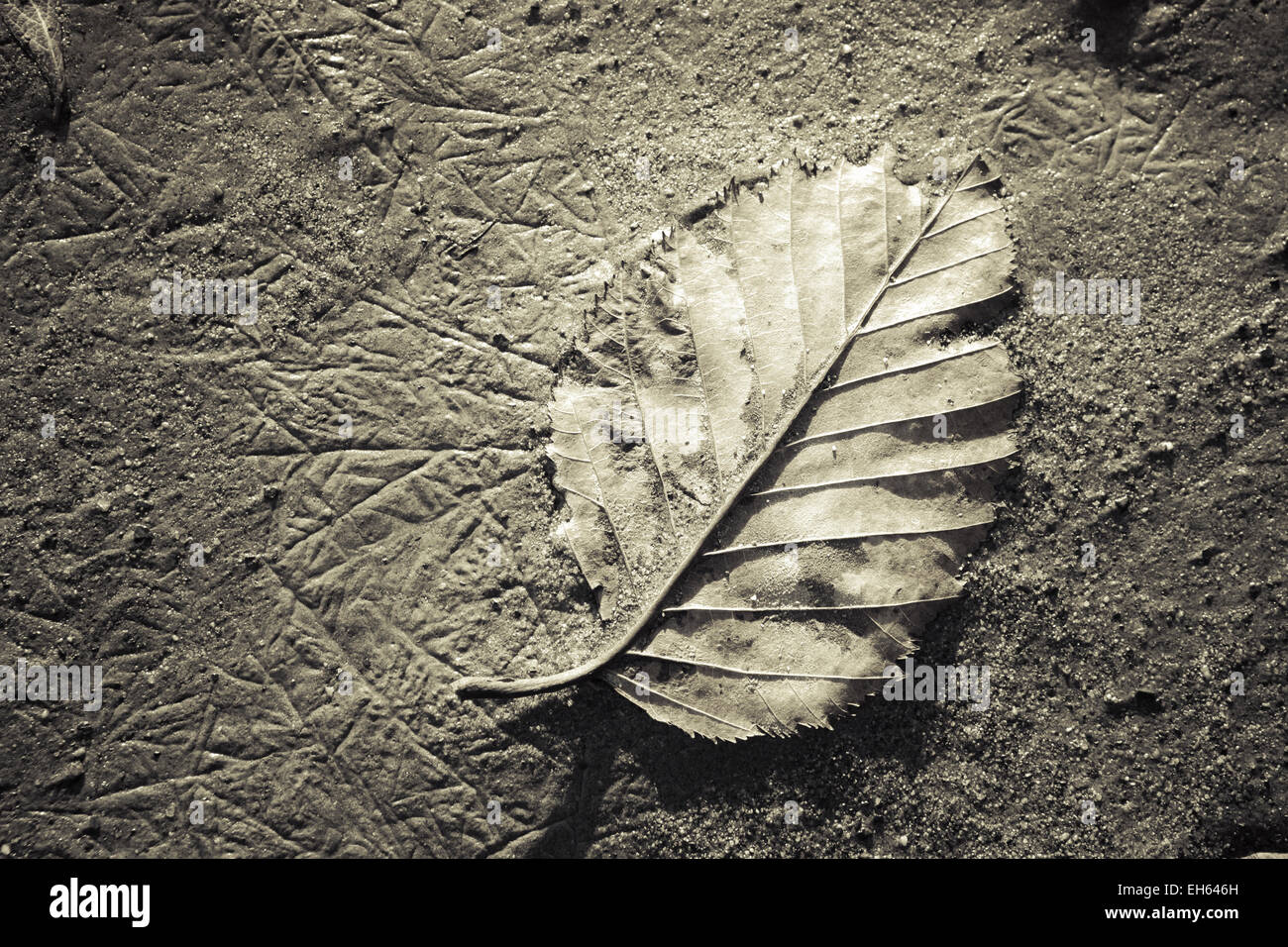 Birken Sie-Blatt am Strandsand mit ungewöhnlichen Mustern in Monochrom. Stockfoto