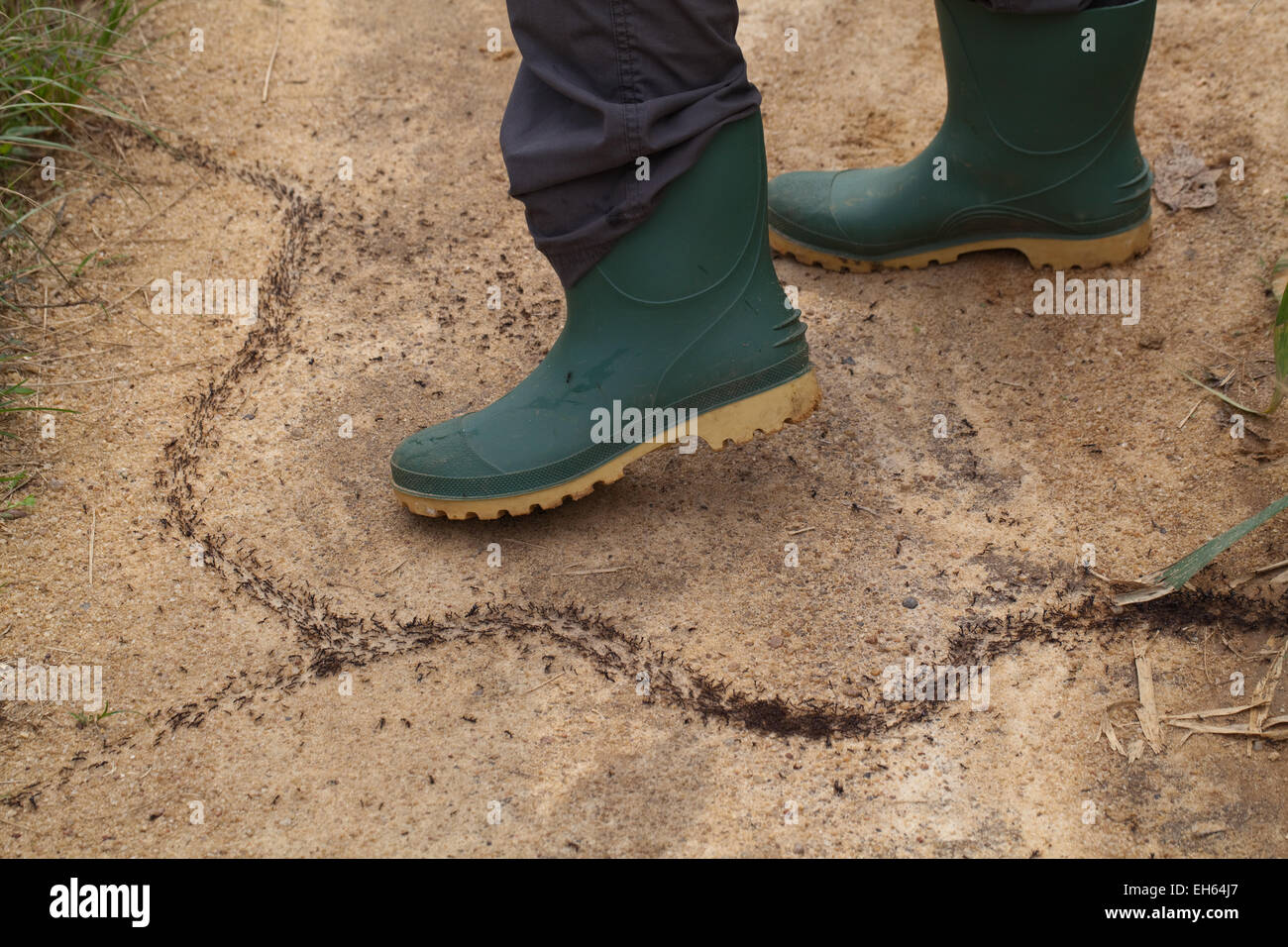 Fahrer, Armee oder Safari Ameisen (Dorylus sp.). Arbeiter und größere Soldatenklassen unterwegs. Ghana. West-Afrika. Stockfoto