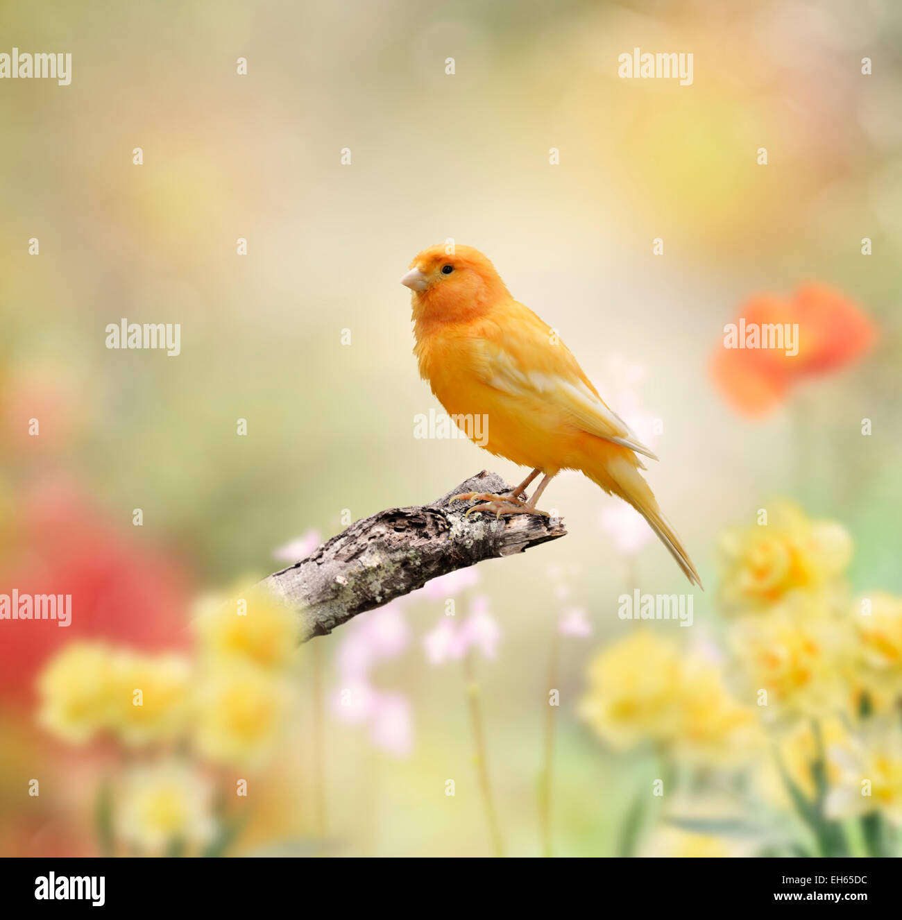 Gelber Vogel sitzend im Garten Stockfoto