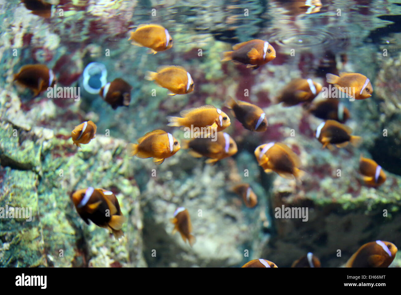 Bunte Clown Fische in undersea im Aquarium. Stockfoto