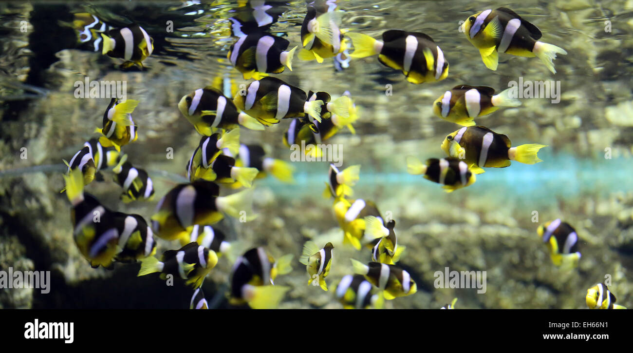 Bunte Clown Fische in undersea im Aquarium. Stockfoto