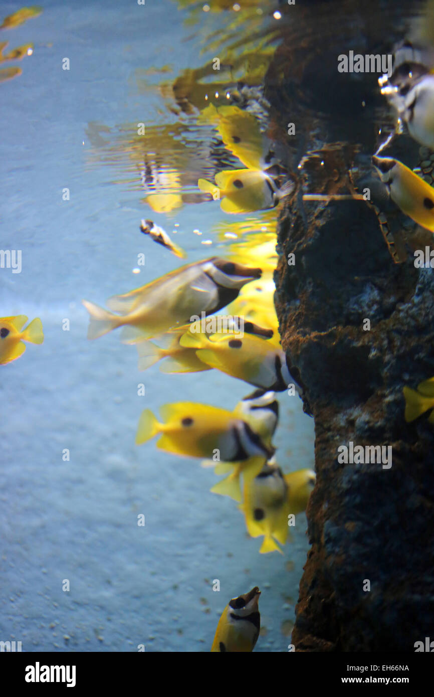 Leuchtend gelber Fisch unter Wasser im Aquarium. Stockfoto