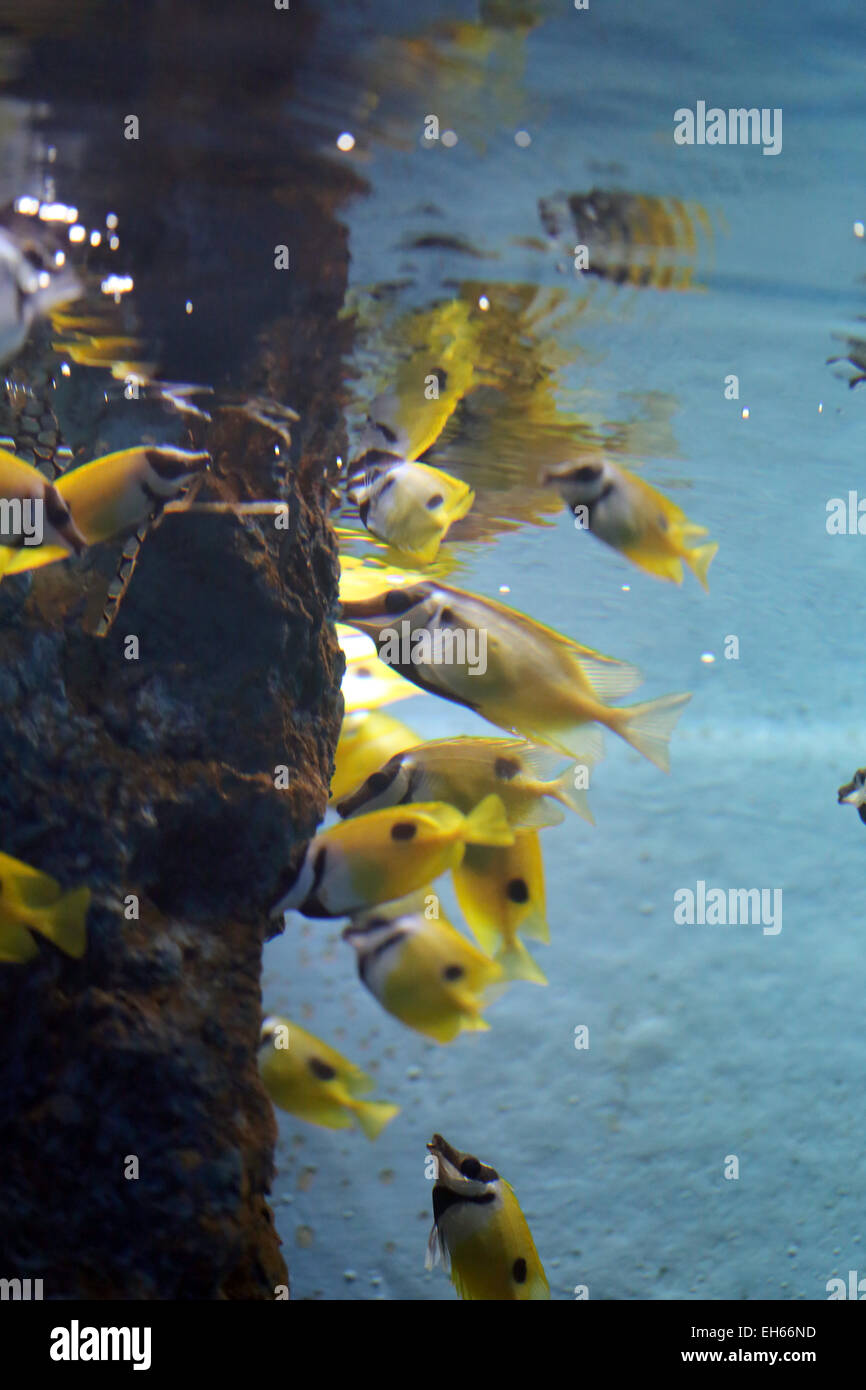 Leuchtend gelber Fisch unter Wasser im Aquarium. Stockfoto