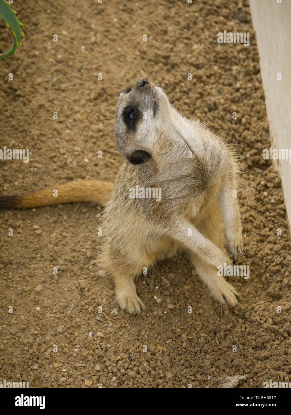 Erdmännchen, Adelaide Zoo Stockfoto
