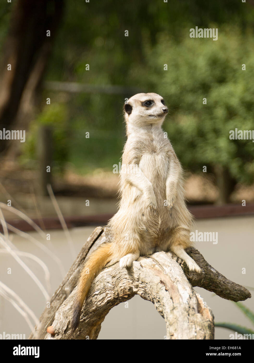 Erdmännchen, Adelaide Zoo Stockfoto