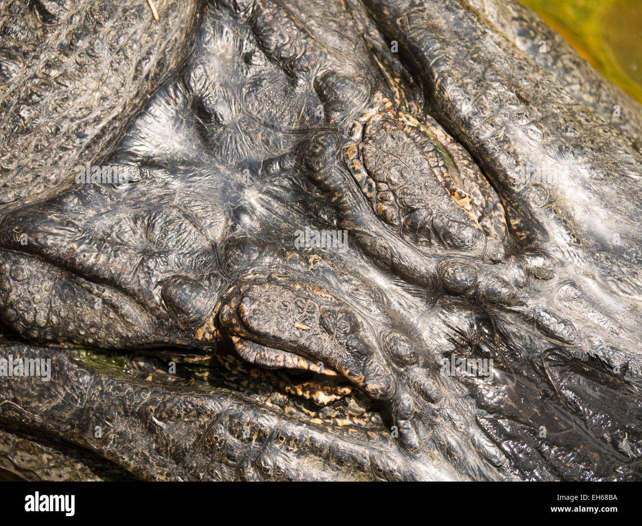 Krokodil, Adelaide Zoo Stockfoto
