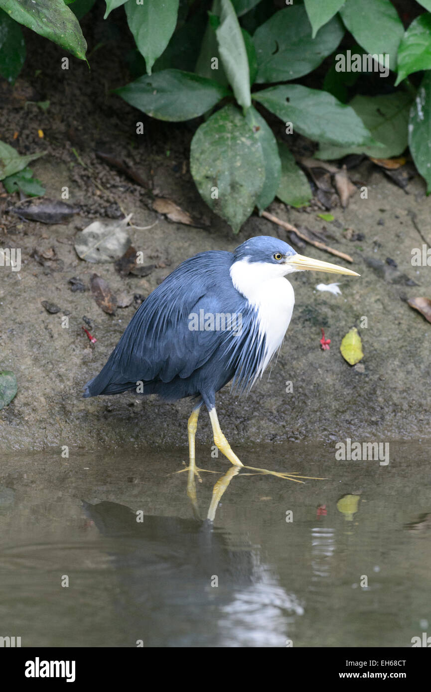 Trauerschnäpper Reiher (Ardea Picata), Australien Stockfoto