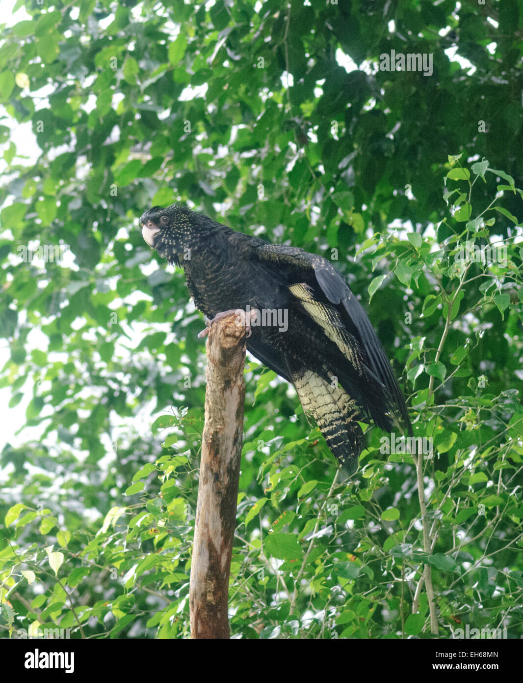 Weibliche Red-tailed Black-Cockatoo (Calyptorhynchus Banksii), Australien - in Gefangenschaft Stockfoto