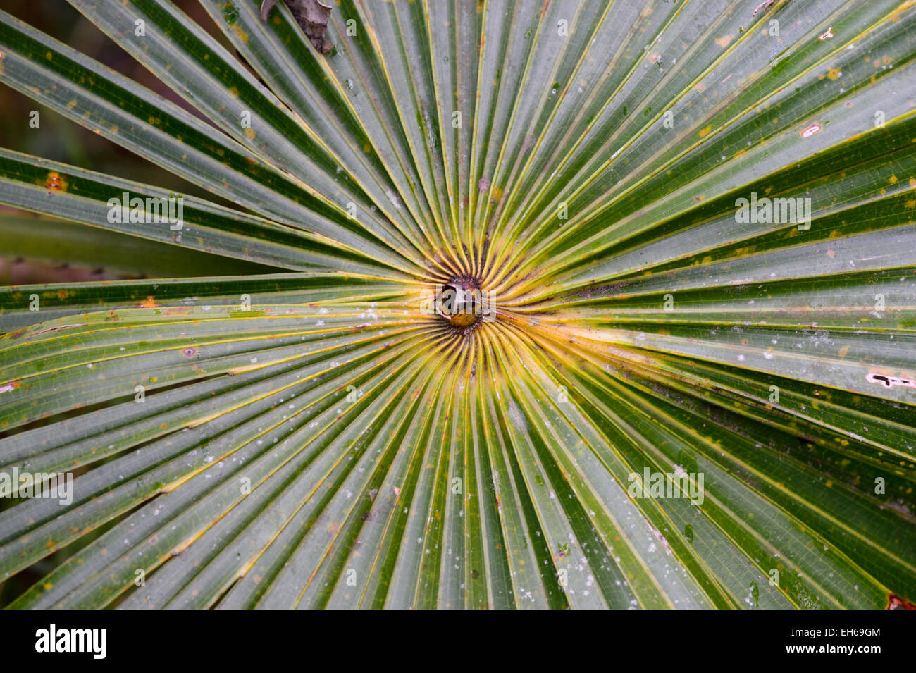 Palm Frond Details, Royal National Park, New-South.Wales, Australien Stockfoto