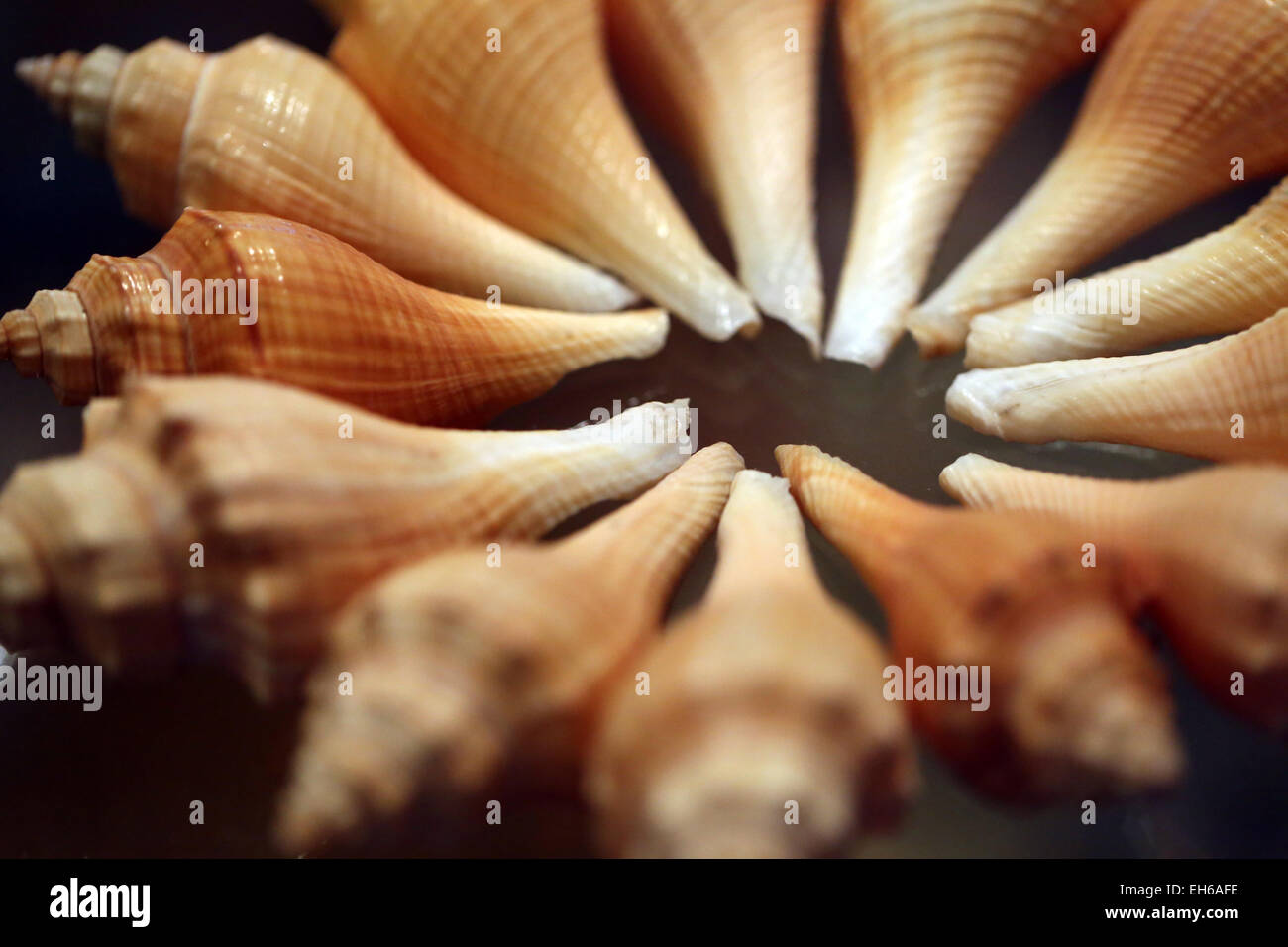 Muscheln am Feld zeigen im Aquarium. Stockfoto