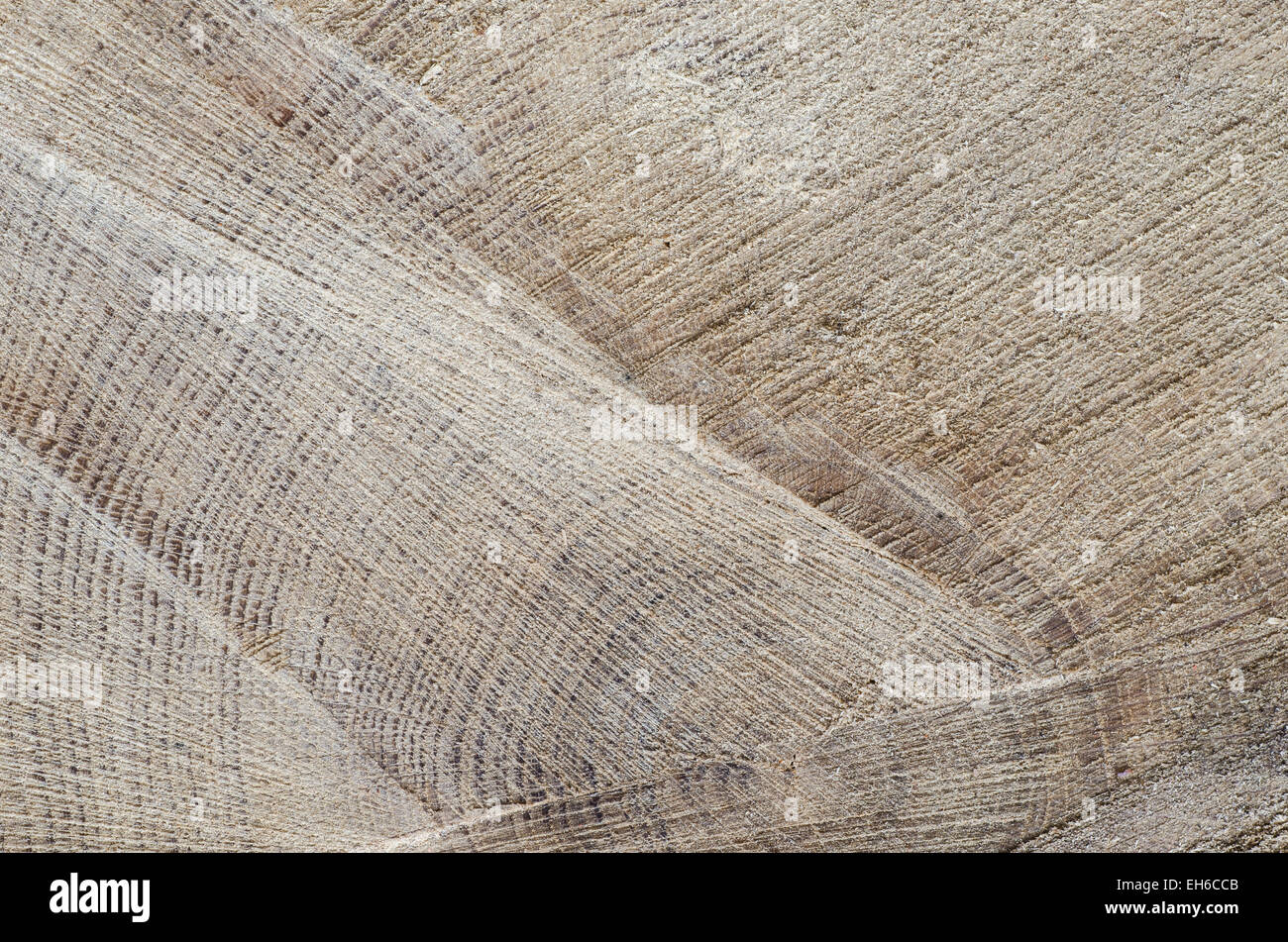 Baum-Stamm aus Holz Hintergrundtextur geschnitten Stockfoto