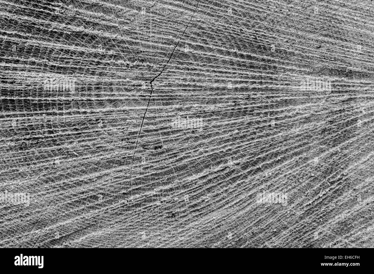 Baum-Stamm aus Holz Hintergrundtextur geschnitten Stockfoto
