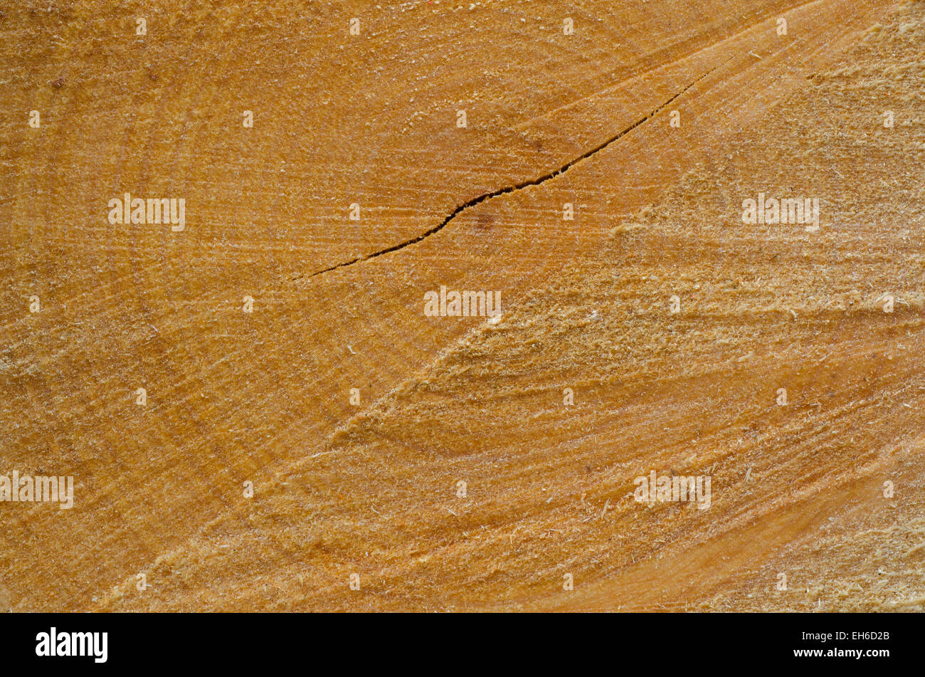 Baum-Stamm aus Holz Hintergrundtextur geschnitten Stockfoto