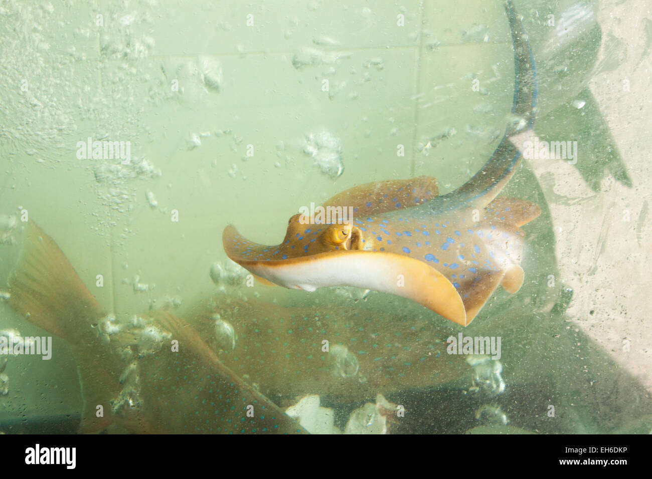 Ein kleiner Strahl Fisch in eine Aqvarium, mit Wasser gefüllt Stockfoto