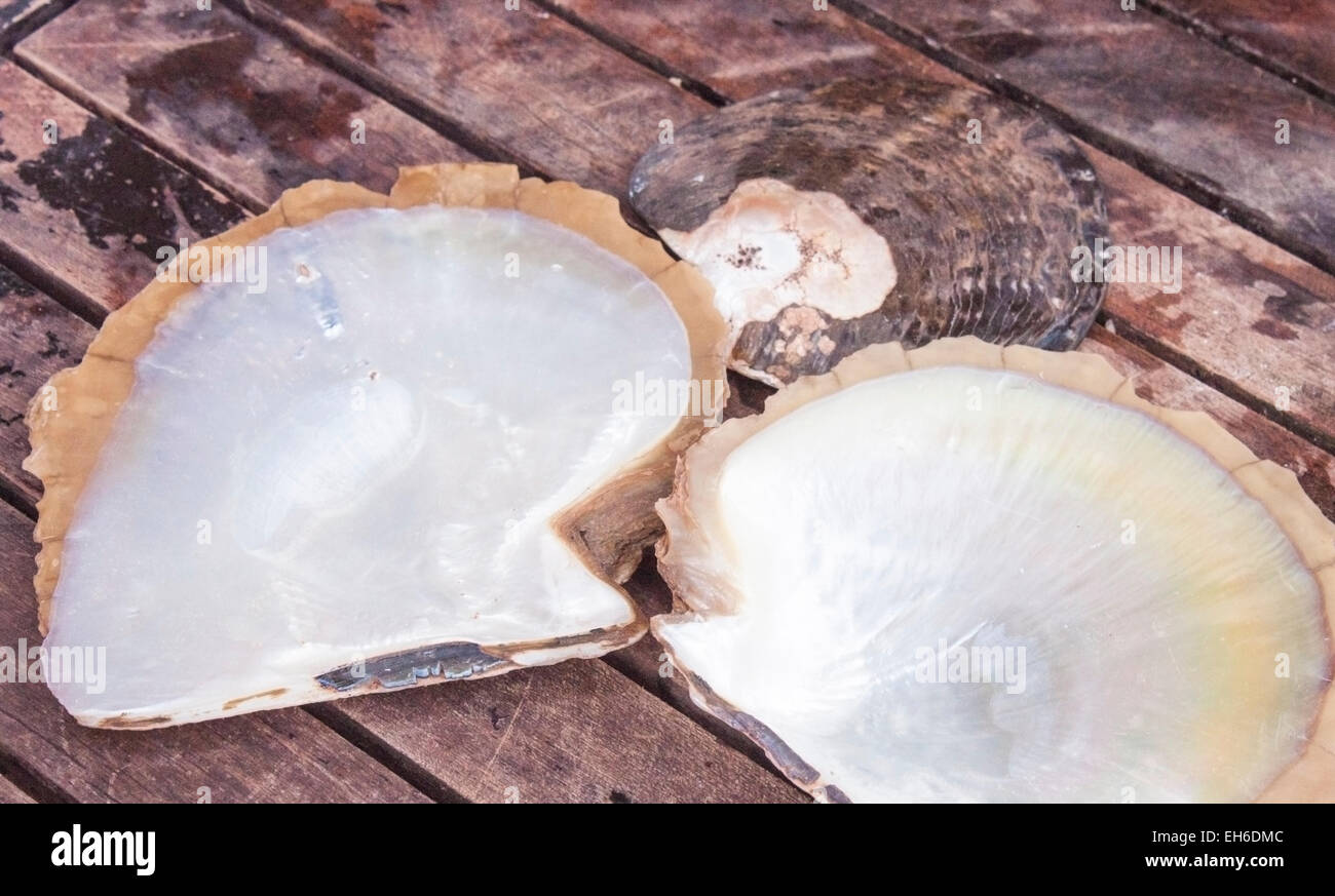 Ein paar glänzende Austernschalen, auf einem hölzernen Hintergrund Stockfoto