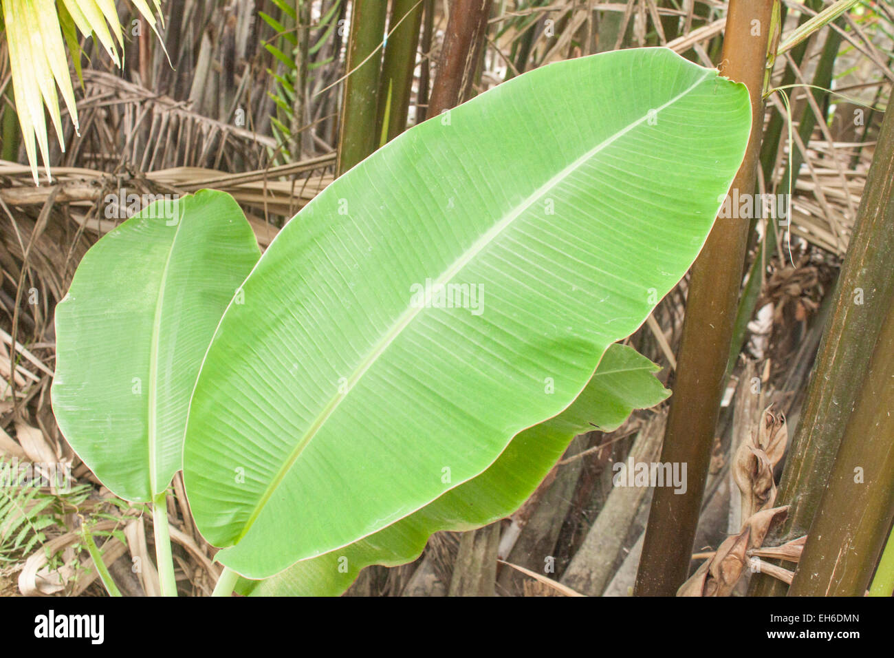 Eine grüne Bananenblatt, in den Dschungel Stockfoto