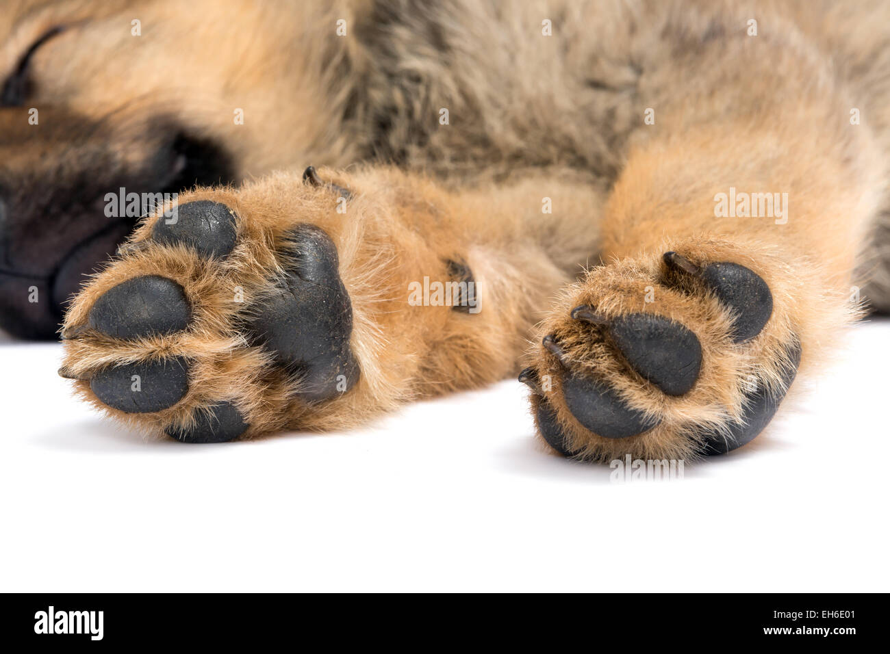 Nahaufnahme der Füße oder Pfoten eines schlafenden Deutscher Schäferhund-Welpen Stockfoto