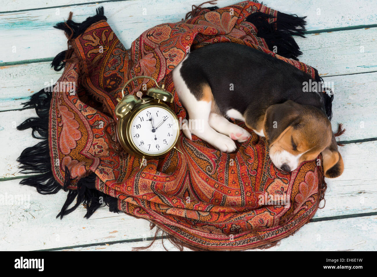 Müden kleinen 7 Wochen alt Beagle Welpen schlafen Stockfoto