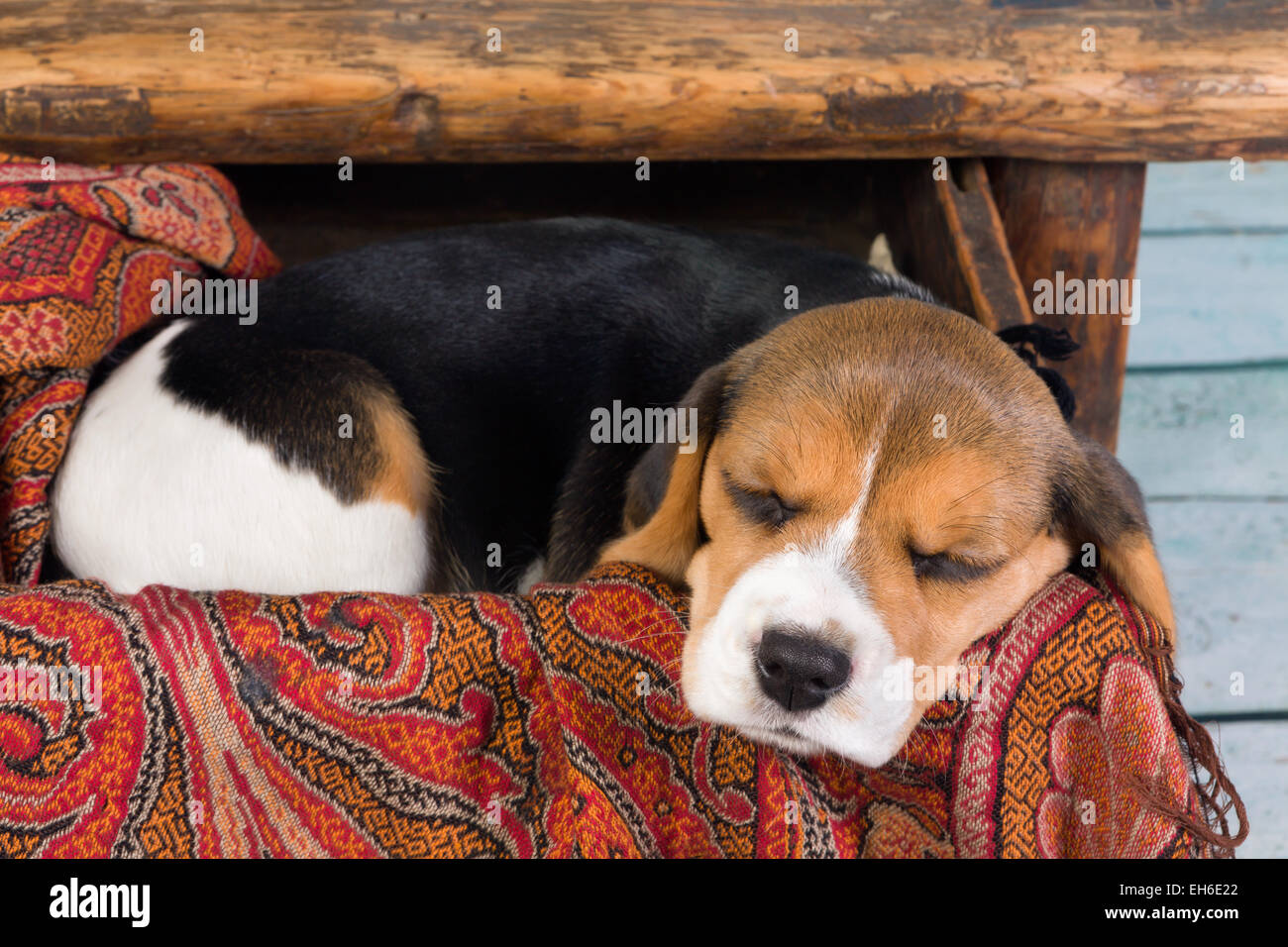 Müden kleinen 7 Wochen alt Beagle Welpen schlafen in einer Schublade Stockfoto