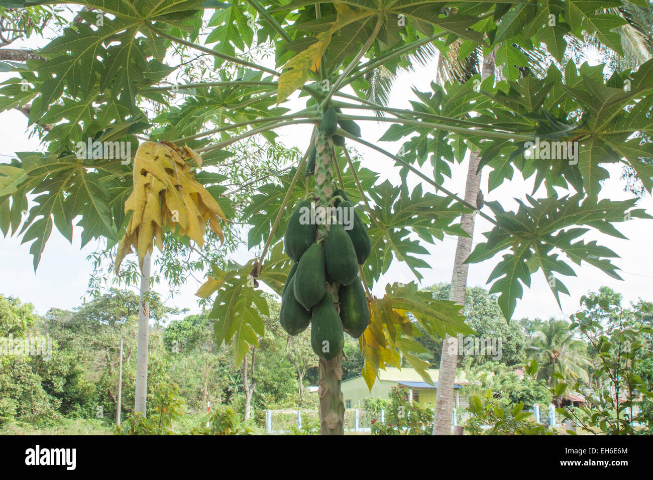 Eine Papaya Forrest, voller Bäume wachsen leckere grüne Papaya Stockfoto