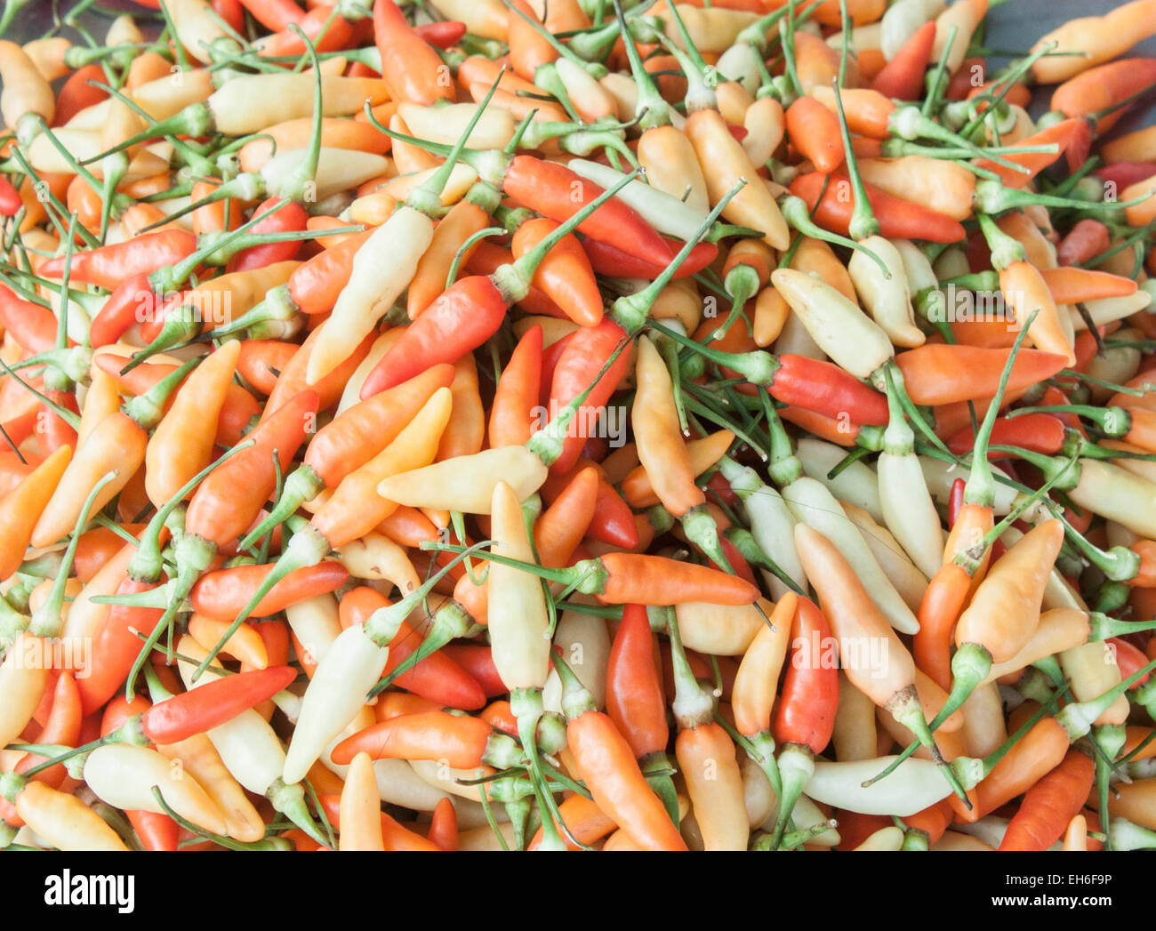 Viel frische, gelbe, rote und orange Chilis, auf einem Markt in Phu Quoc, Vietnam Stockfoto