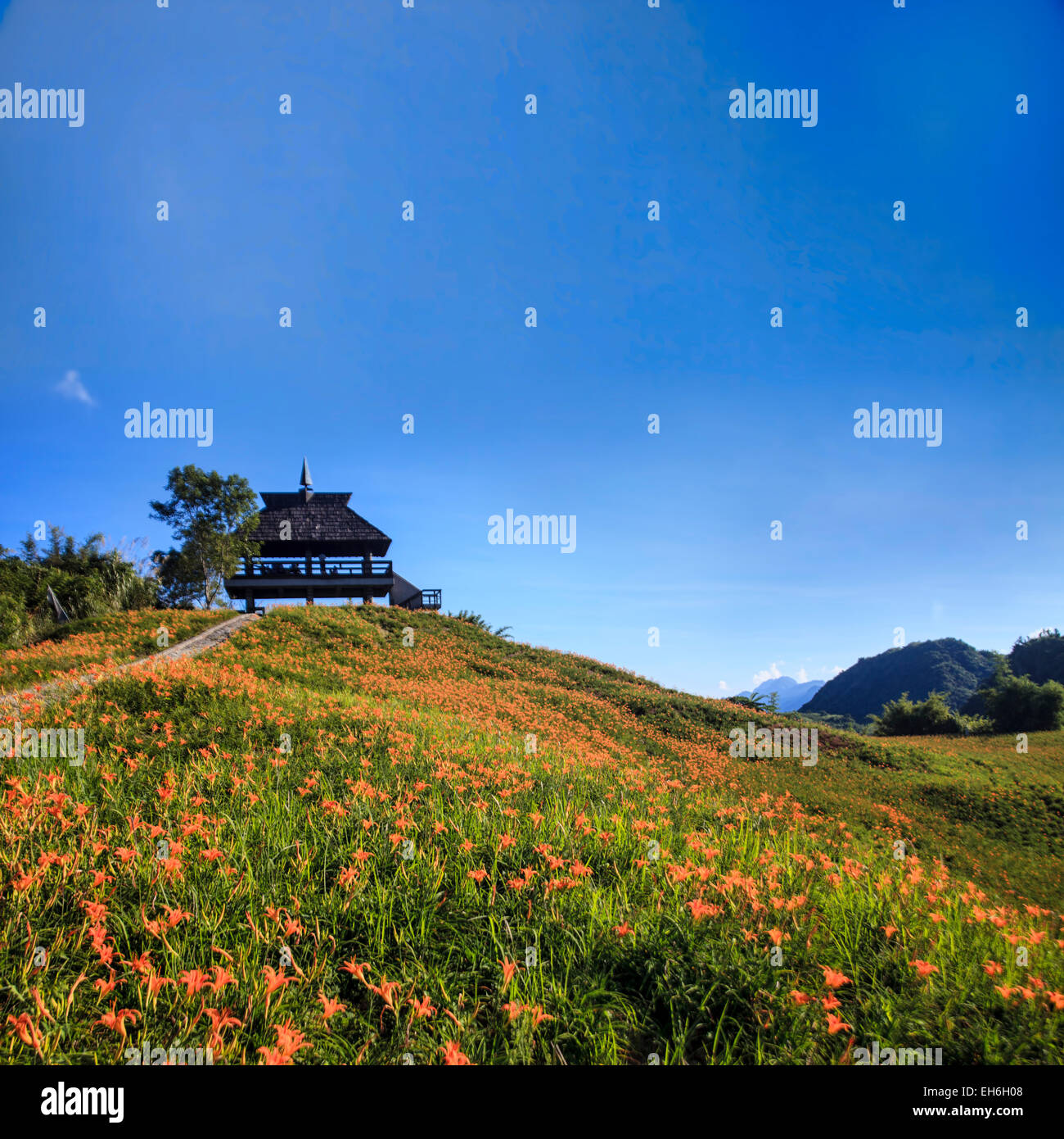 Hualien, Taiwan - 6. September 2010: Taglilien Blume sechzig Stone Mountain, Taiwan auf jeden Mitte August bis Mitte September Stockfoto