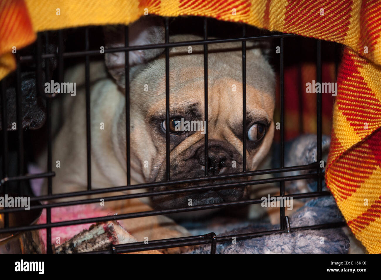 Birmingham, Vereinigtes Königreich. 8. März 2015. Crufts 2015 Spielzeug und Dienstprogramm Tag wo Hunde beurteilen, finden Sie die besten in-Show. Bildnachweis: Steven Reh/Alamy Live News Stockfoto