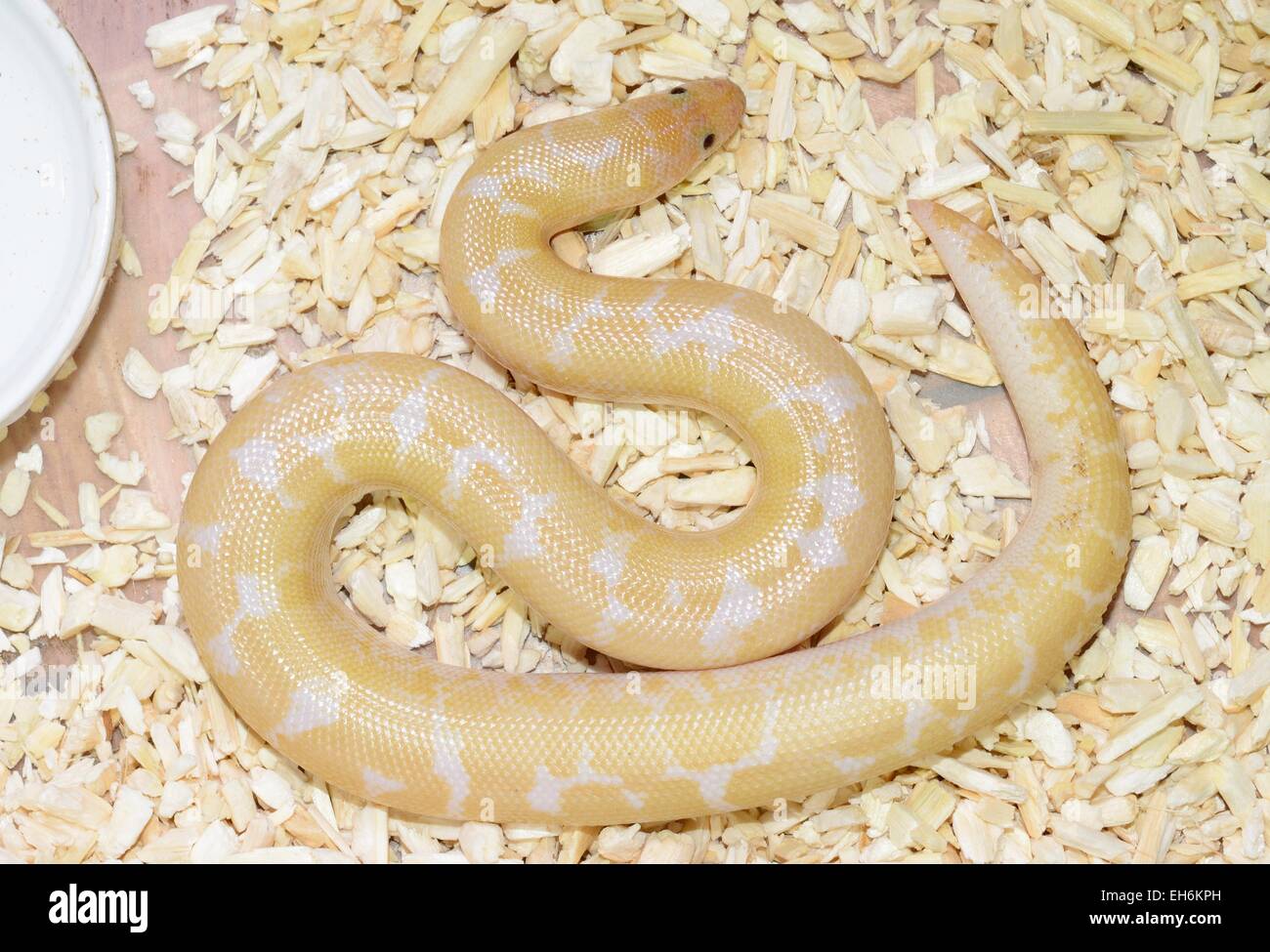 schöne Albino anerythristisch kenianischen Sand Boa (Eryx Colubrinus Loveridgei) im terrarium Stockfoto
